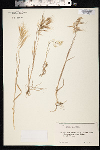 Bromus tectorum image