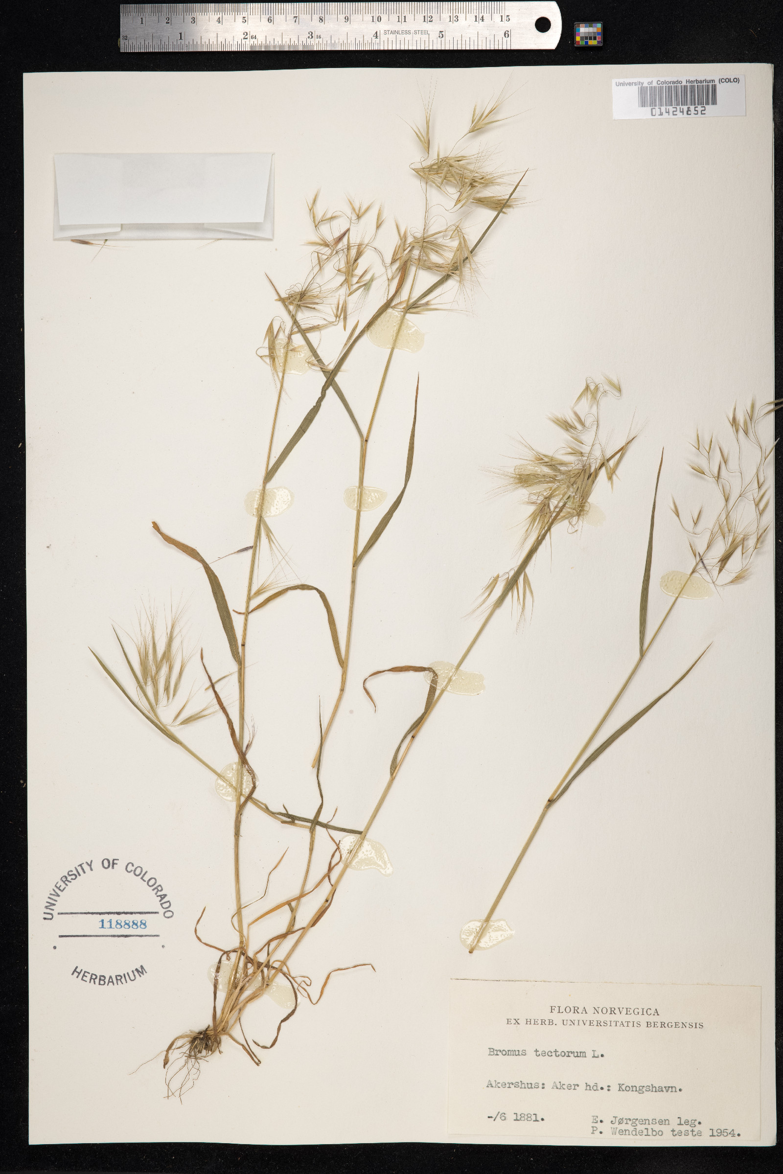 Bromus tectorum image