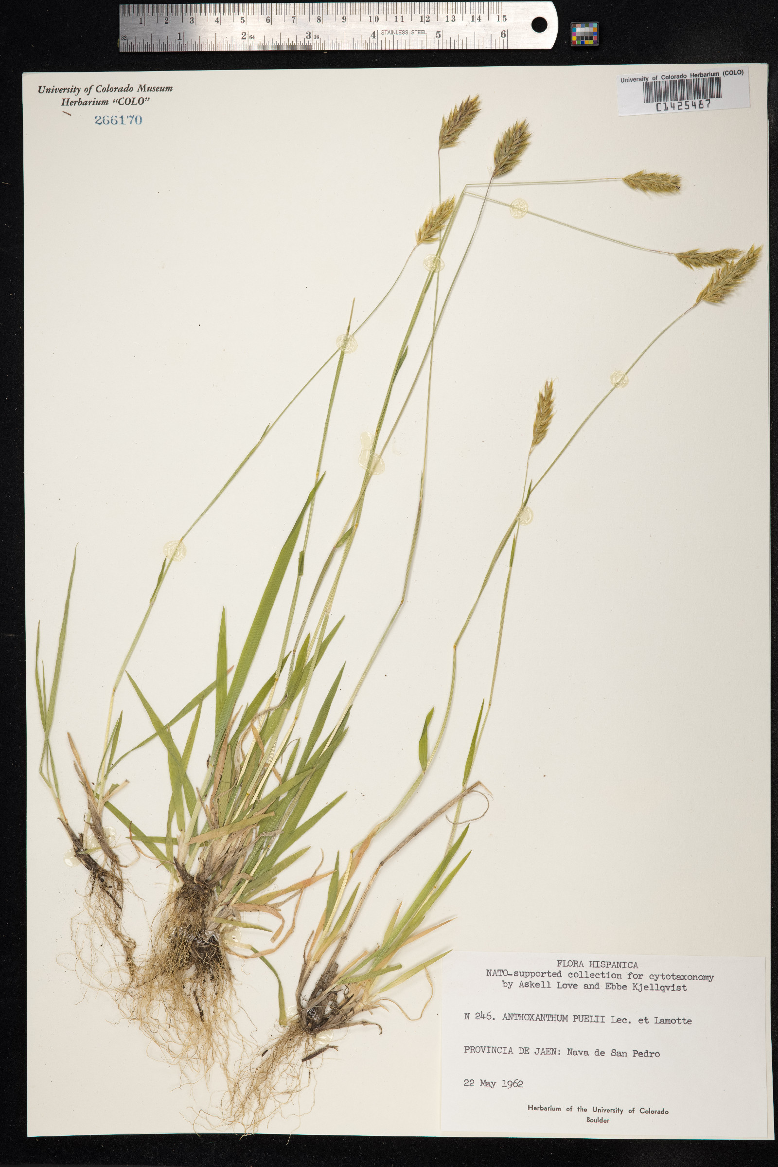 Anthoxanthum aristatum image