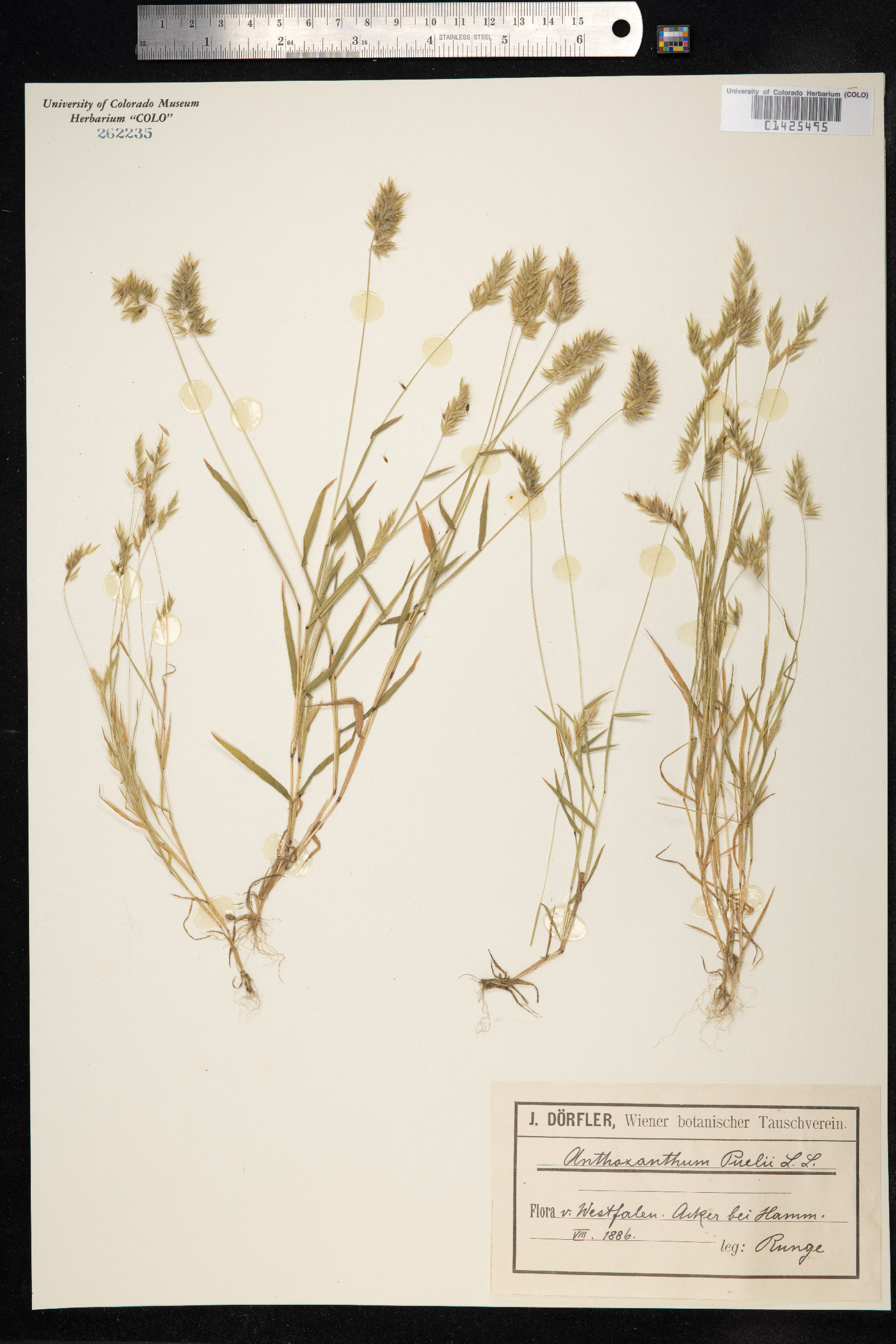 Anthoxanthum aristatum image