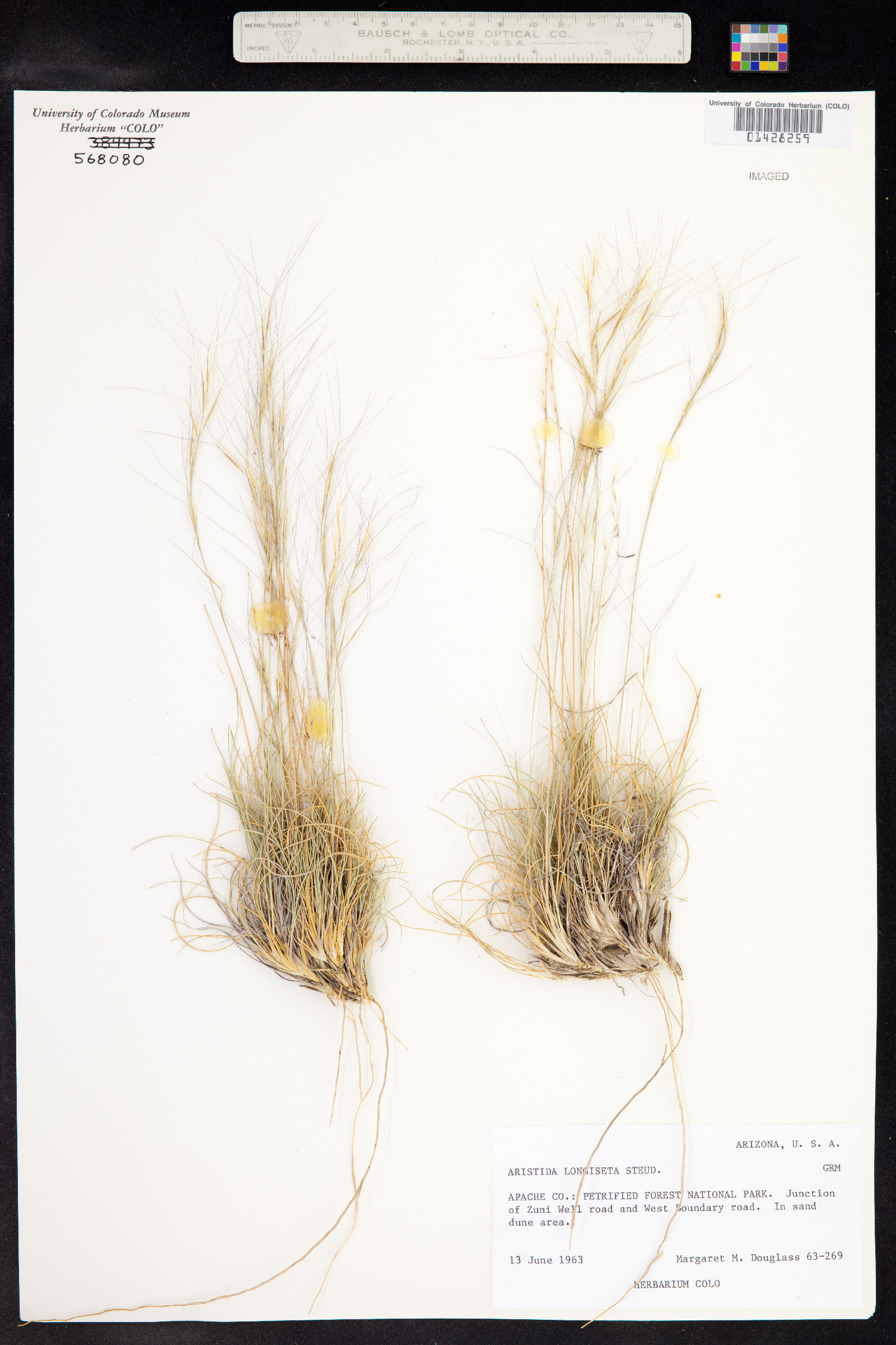 Aristida purpurea var. longiseta image