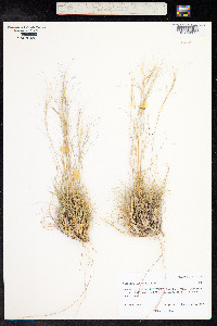 Aristida purpurea var. longiseta image