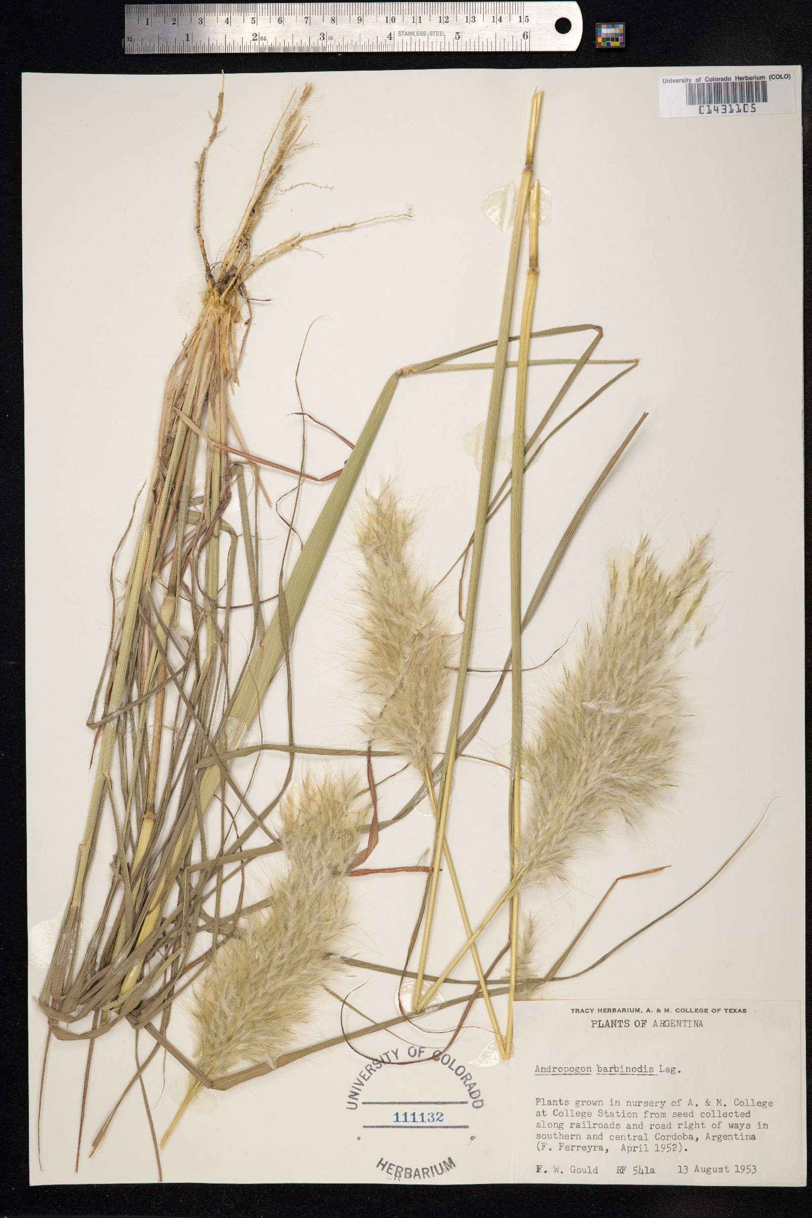 Bothriochloa barbinodis image