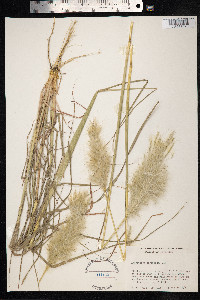 Bothriochloa barbinodis image