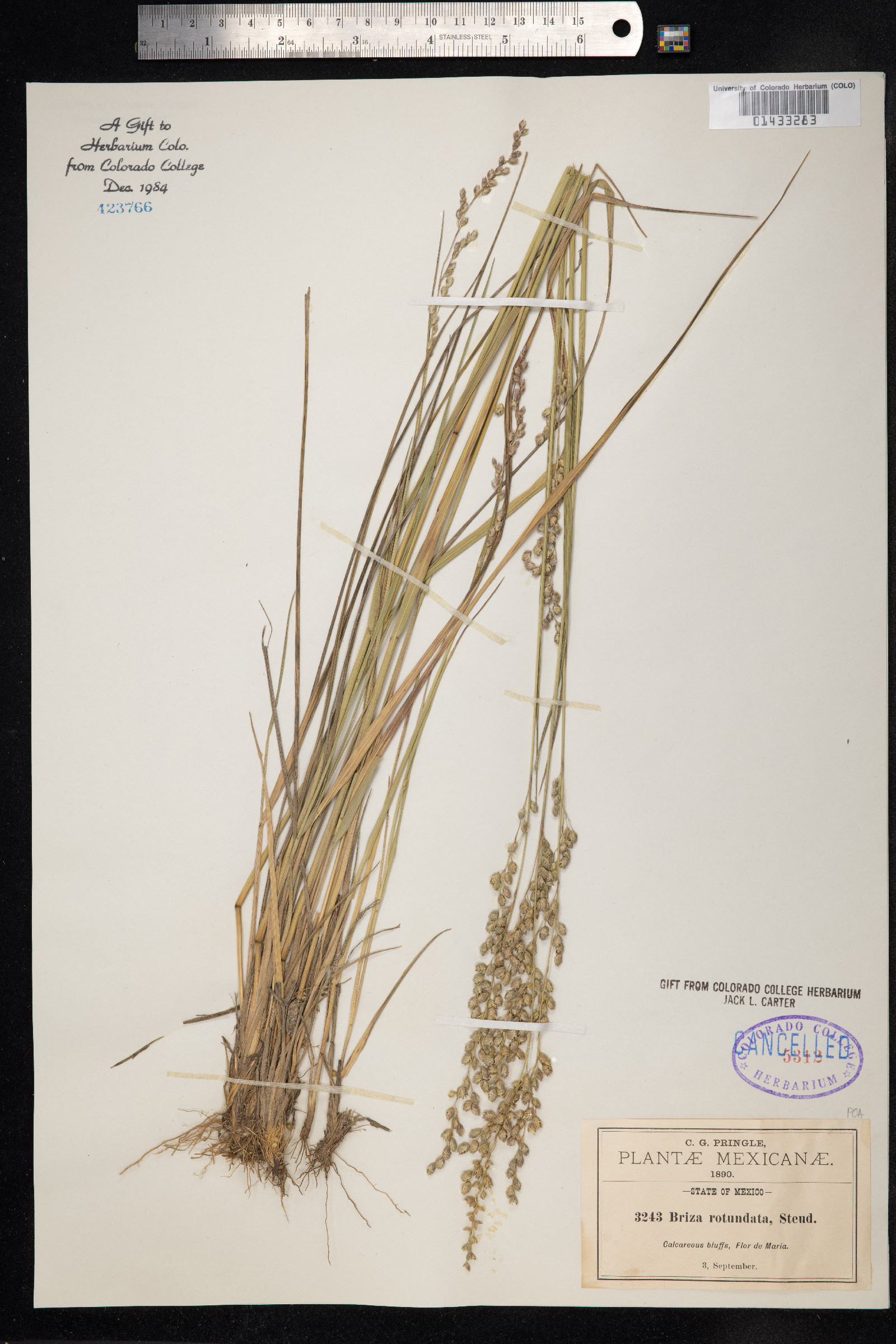 Chascolytrum subaristatum image