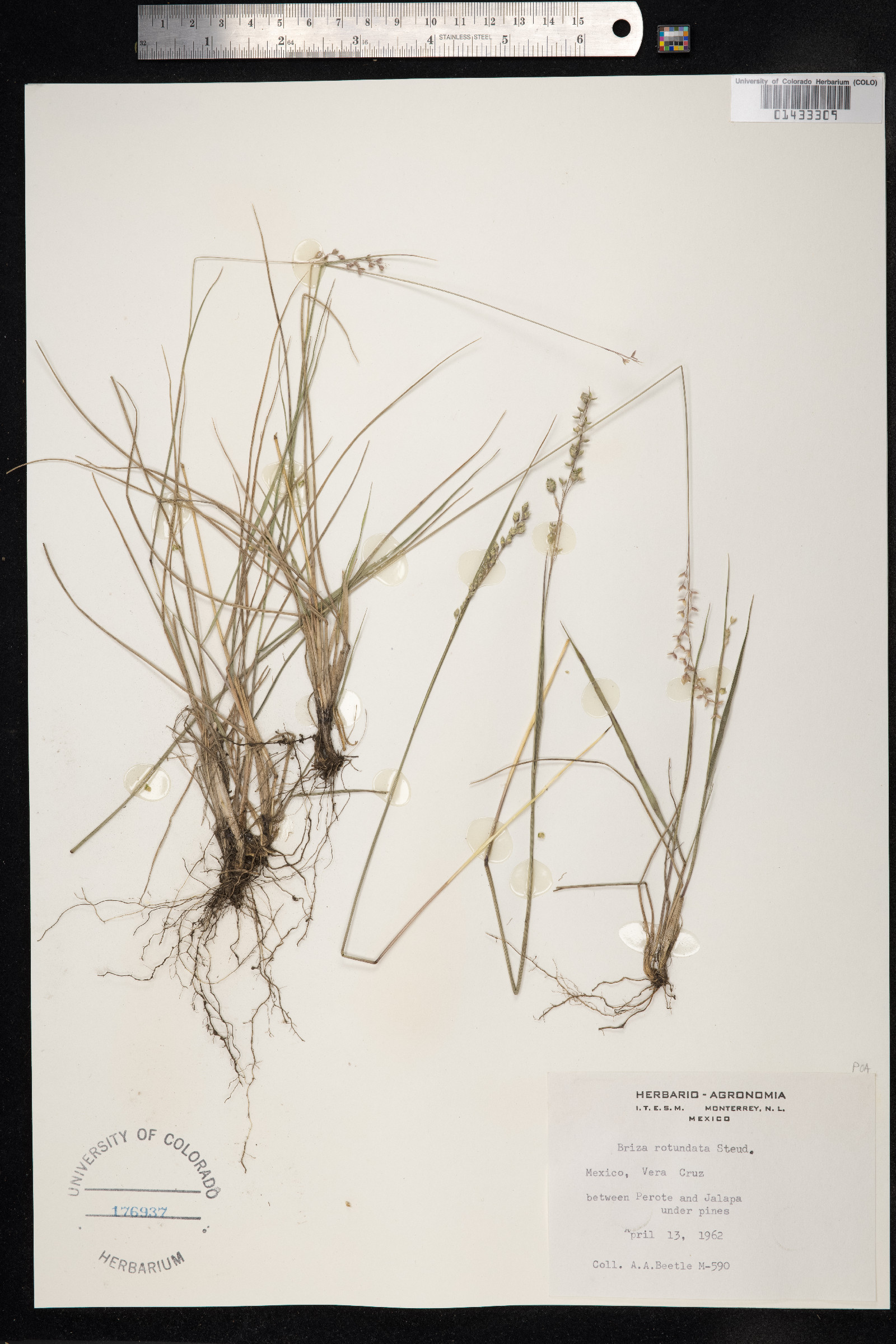 Chascolytrum subaristatum image