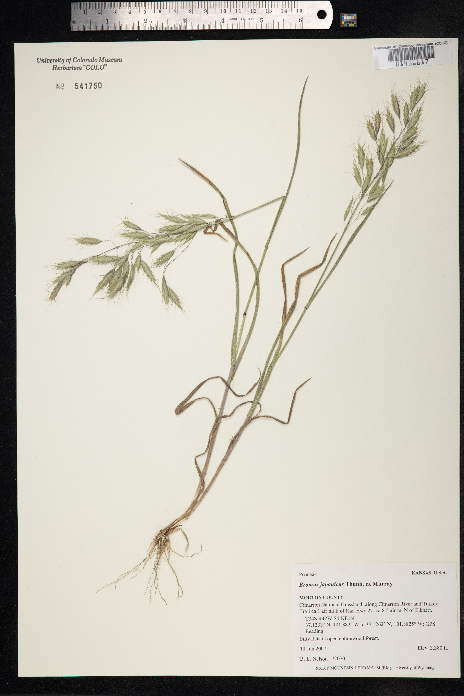 Bromus japonicus image