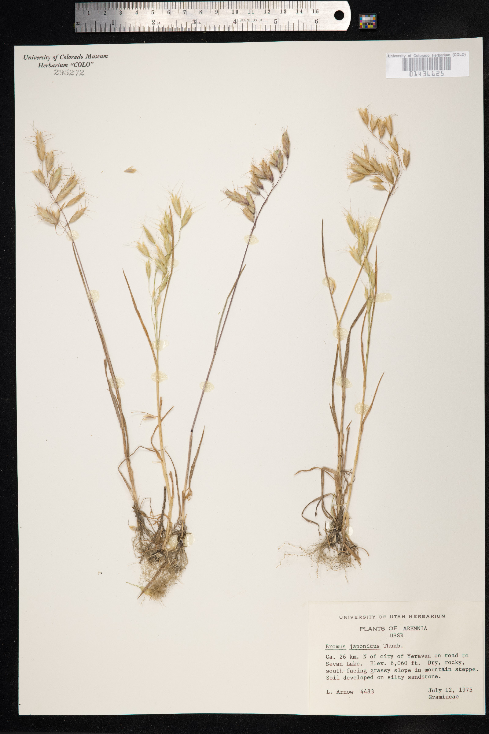 Bromus japonicus image