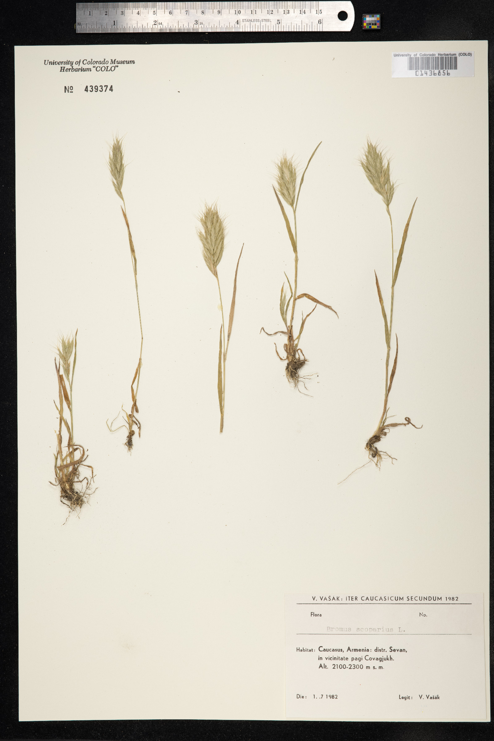 Bromus scoparius image