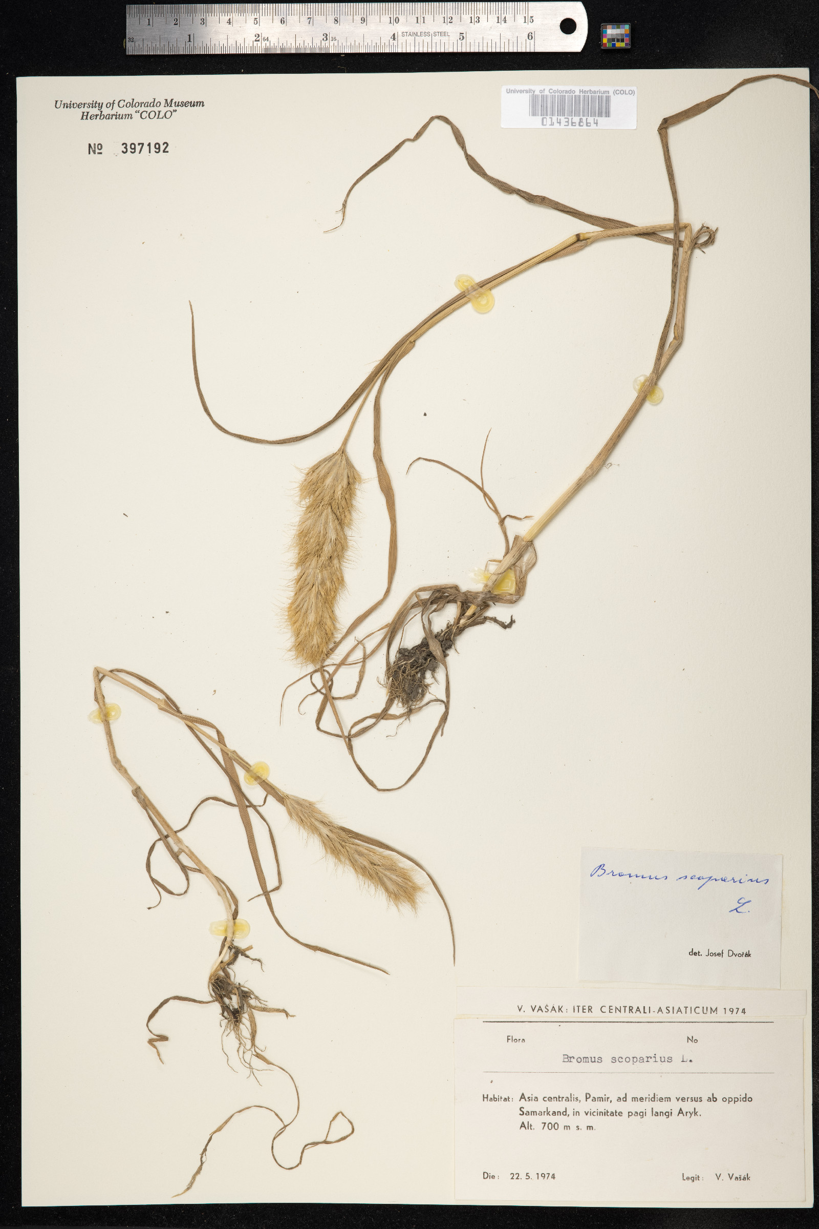 Bromus scoparius image