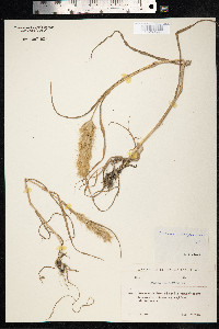 Bromus scoparius image