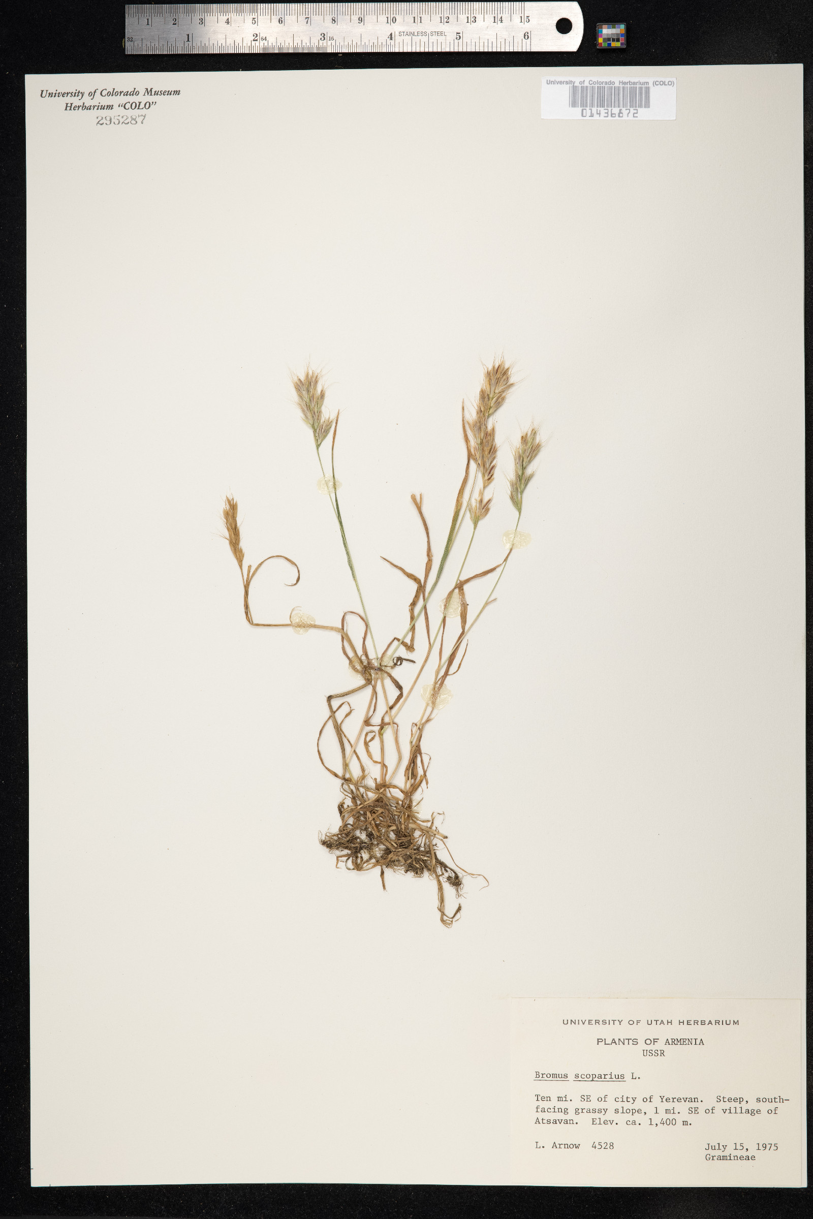 Bromus scoparius image