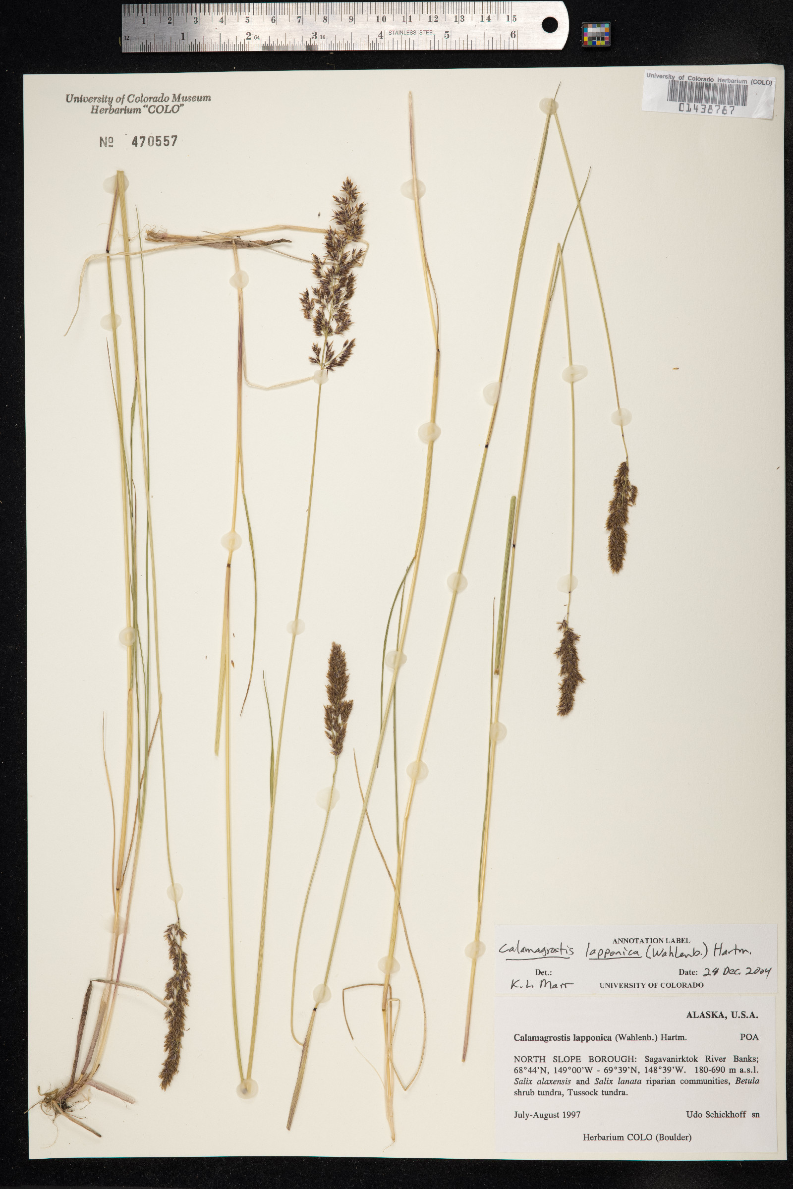 Calamagrostis lapponica image