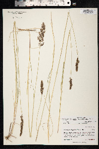 Calamagrostis lapponica image