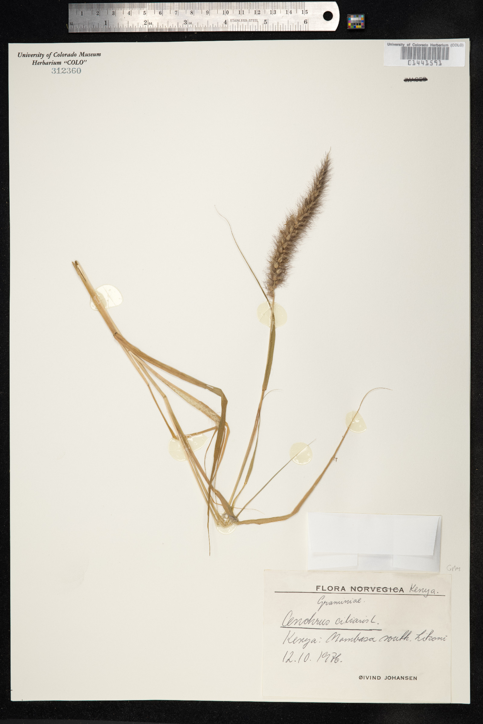 Cenchrus ciliaris image