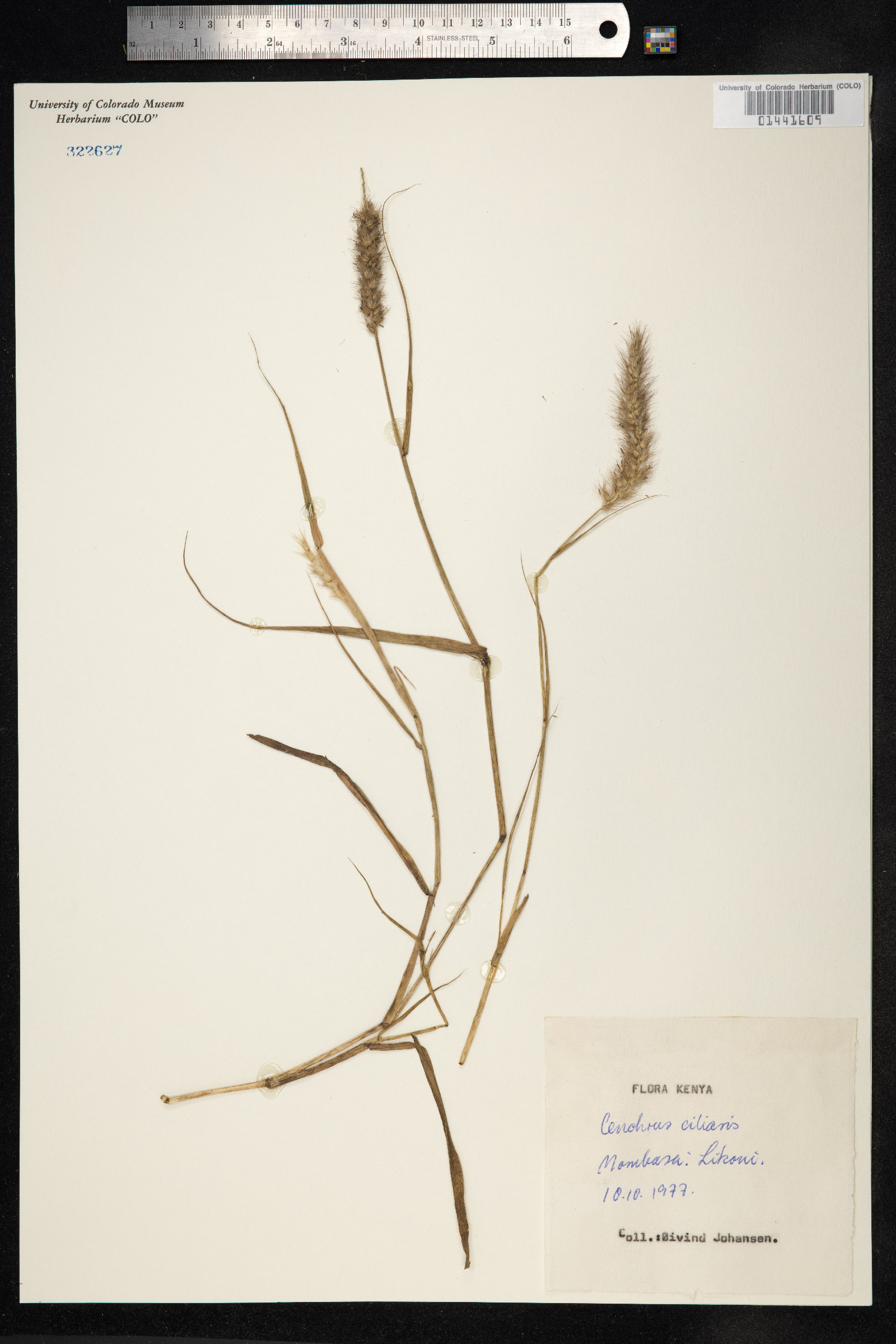 Cenchrus ciliaris image