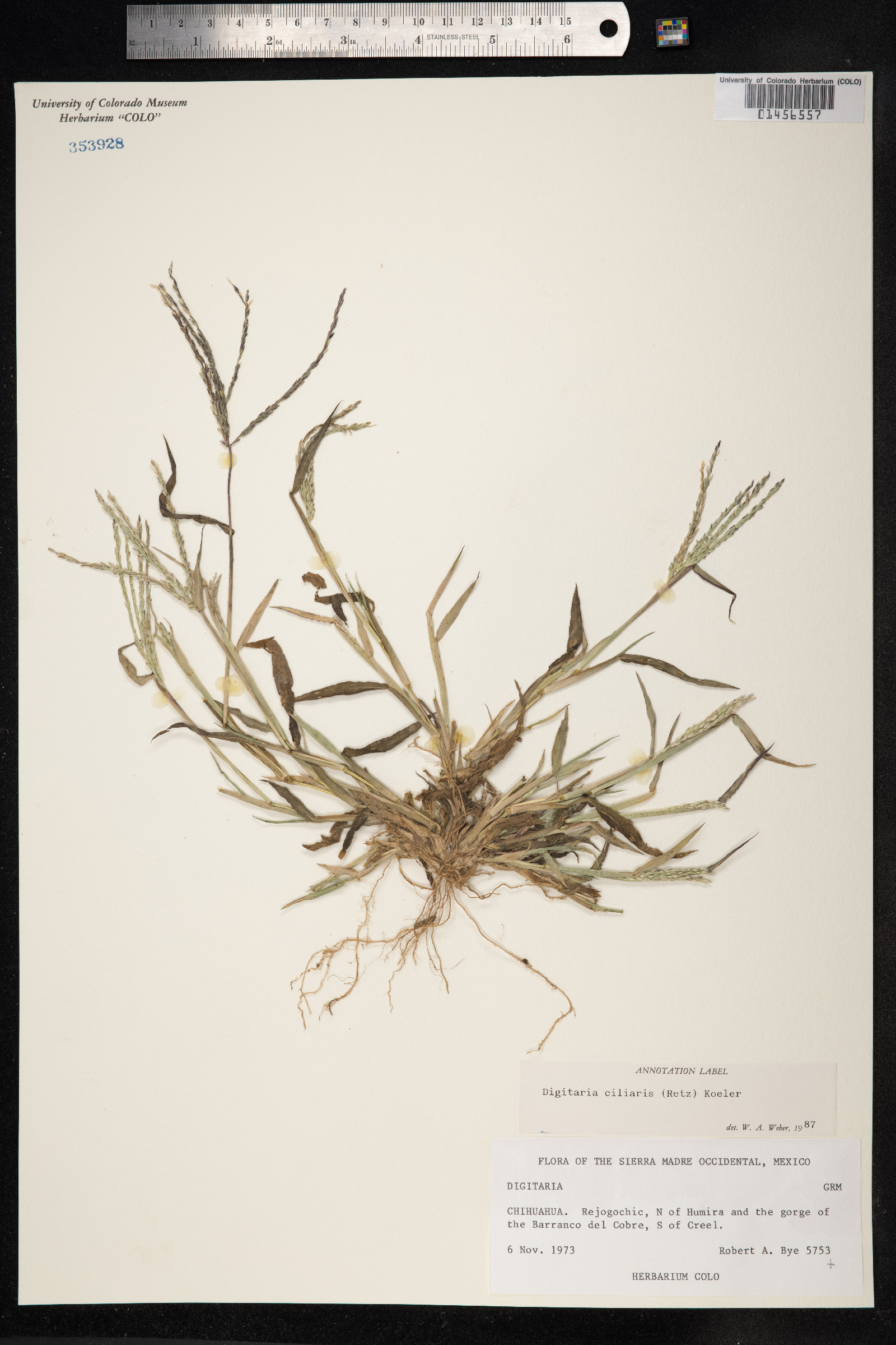 Digitaria ciliaris image