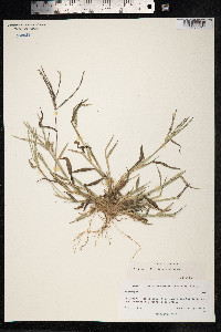 Digitaria ciliaris image