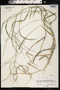 Digitaria ciliaris image