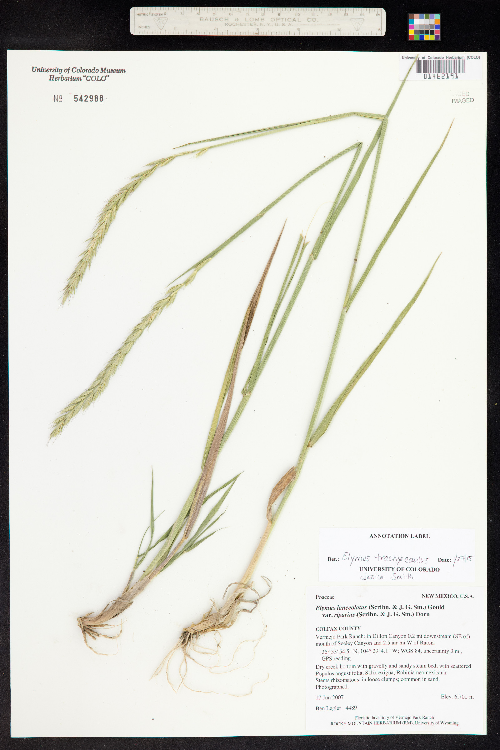 Elymus trachycaulus image