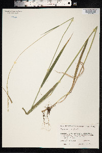 Elymus trachycaulus image