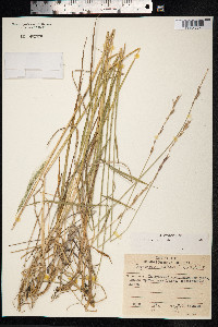 Elymus trachycaulus image