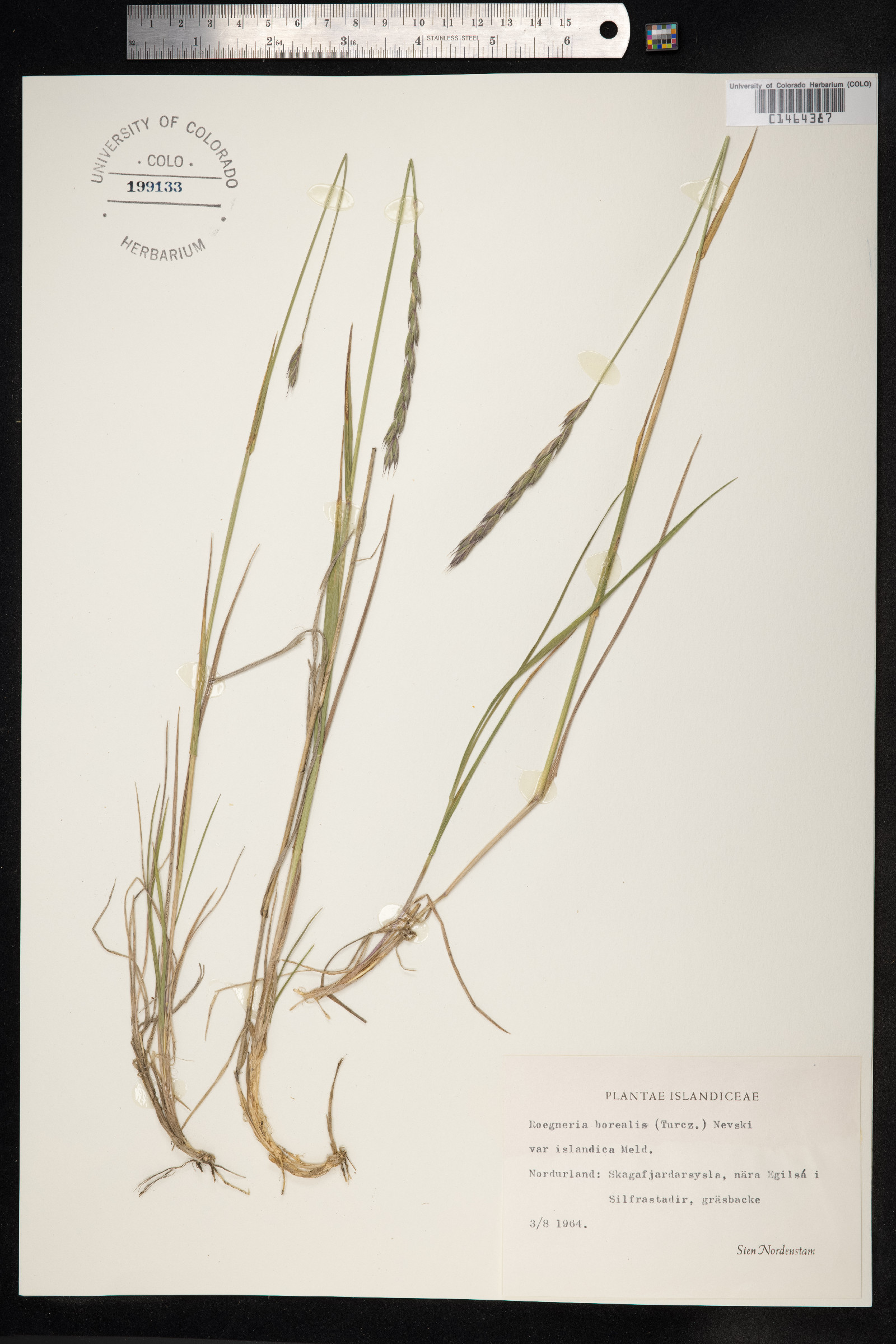 Elymus trachycaulus image
