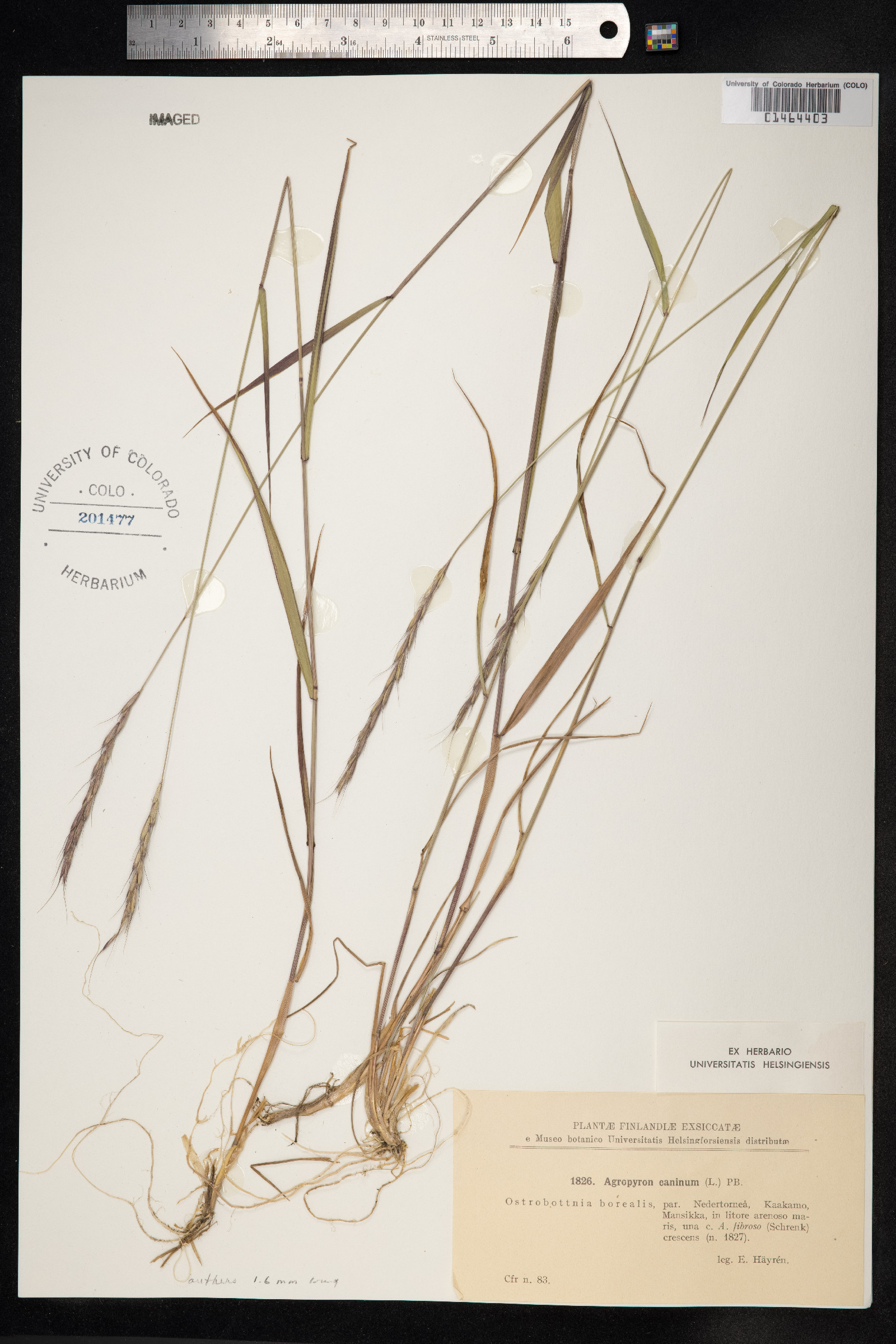 Elymus trachycaulus image