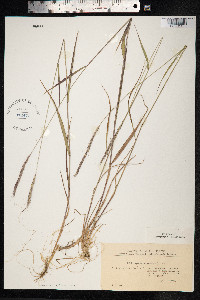 Elymus trachycaulus image