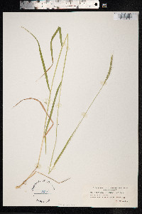 Elymus trachycaulus image