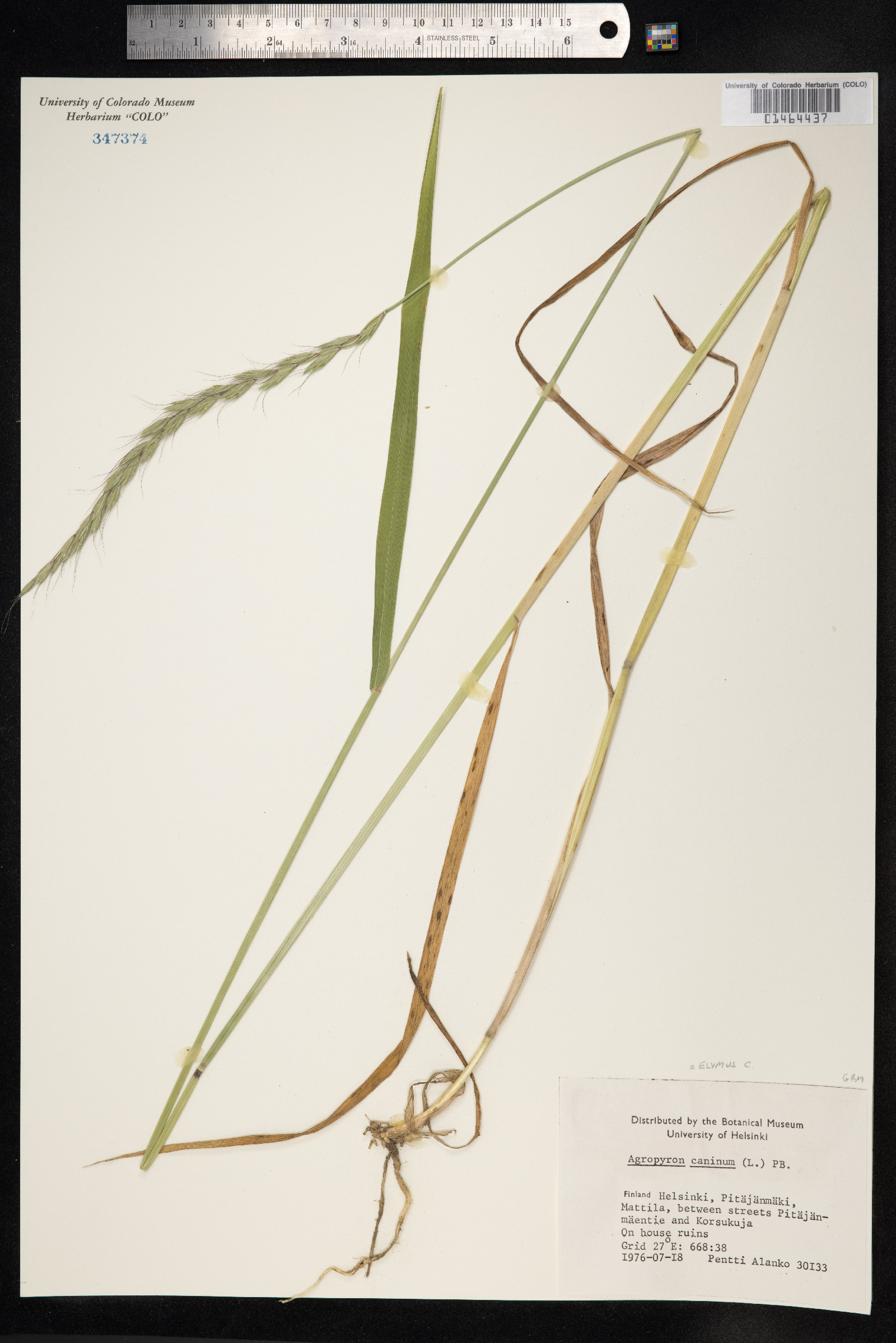 Elymus trachycaulus image