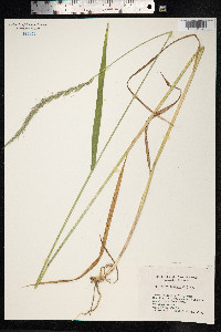 Elymus trachycaulus image