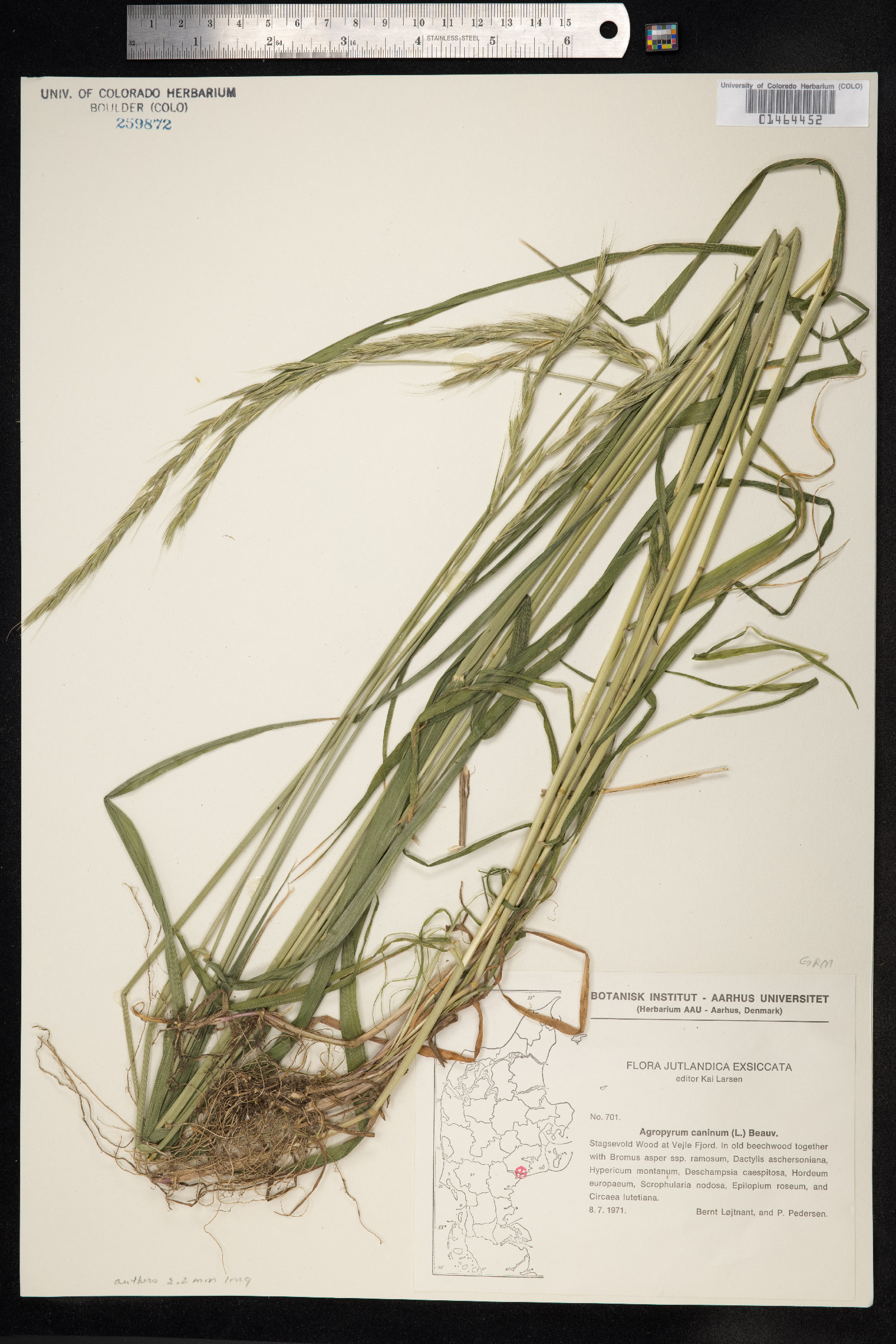 Elymus trachycaulus image