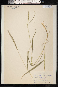 Elymus trachycaulus image