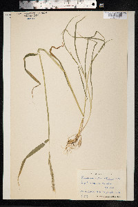 Elymus trachycaulus image
