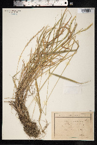 Elymus trachycaulus image