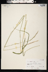 Elymus trachycaulus image