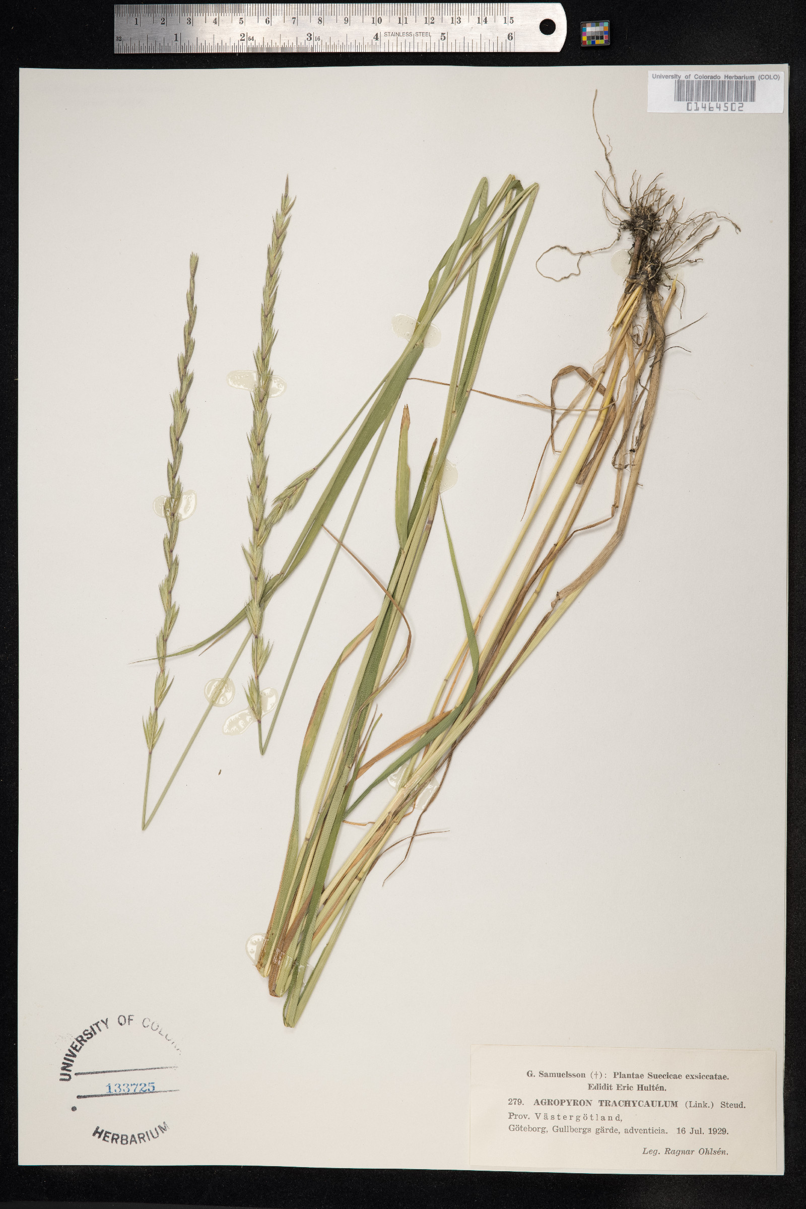Elymus trachycaulus image