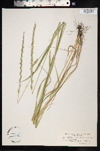 Elymus trachycaulus image