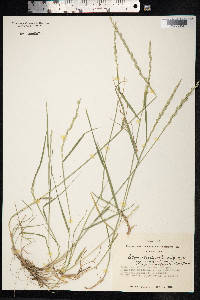 Elymus trachycaulus image