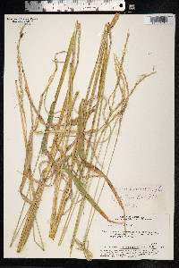 Elymus trachycaulus image