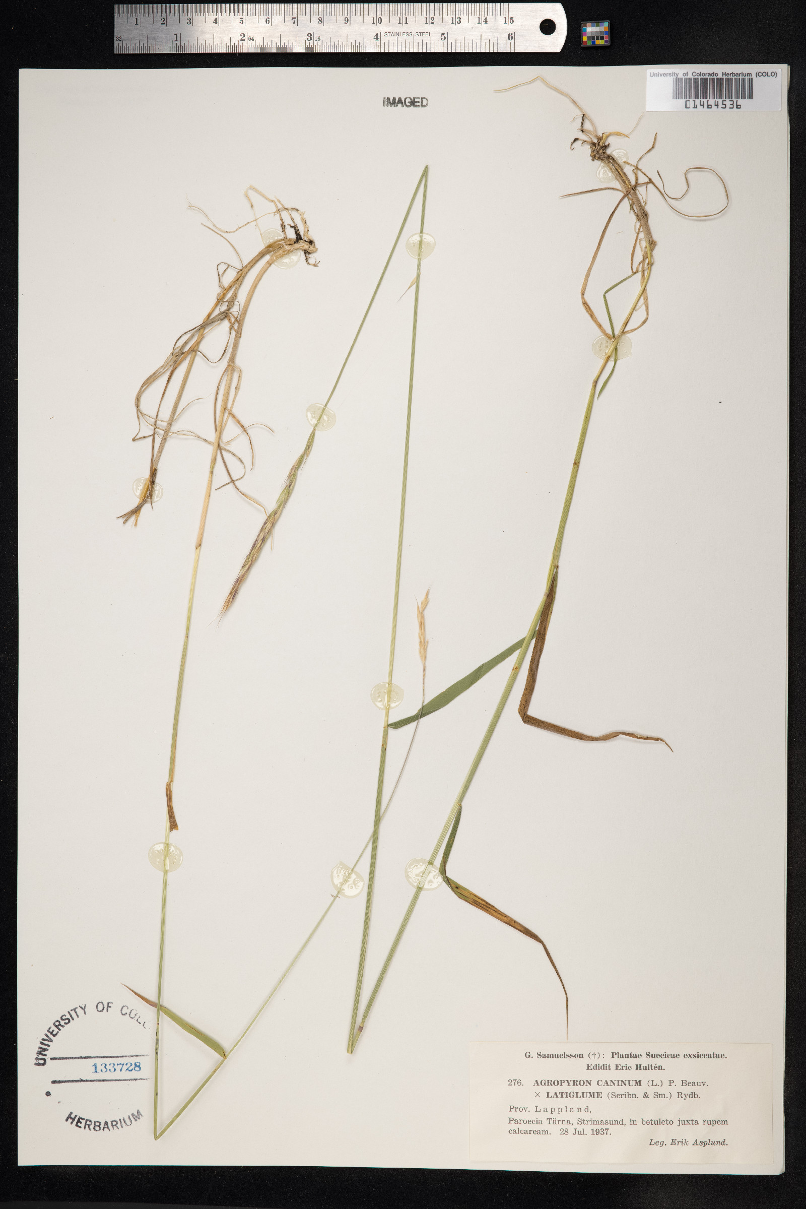 Elymus trachycaulus image