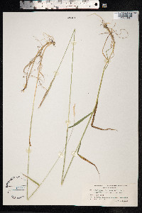 Elymus trachycaulus image