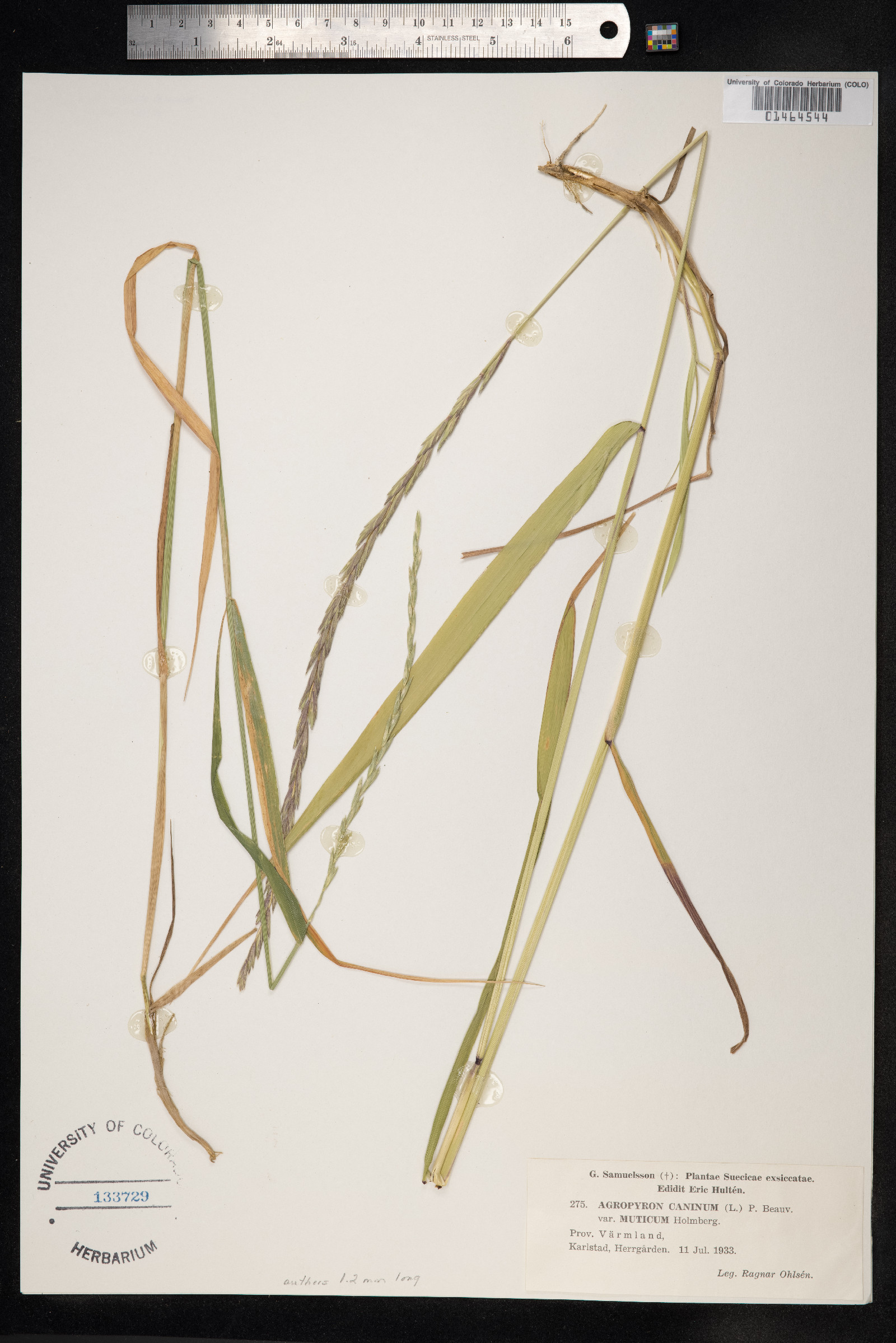 Elymus trachycaulus image