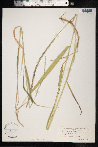 Elymus trachycaulus image