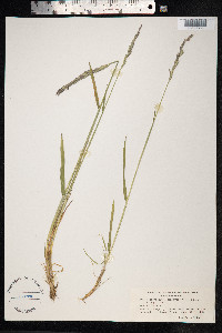 Elymus trachycaulus image