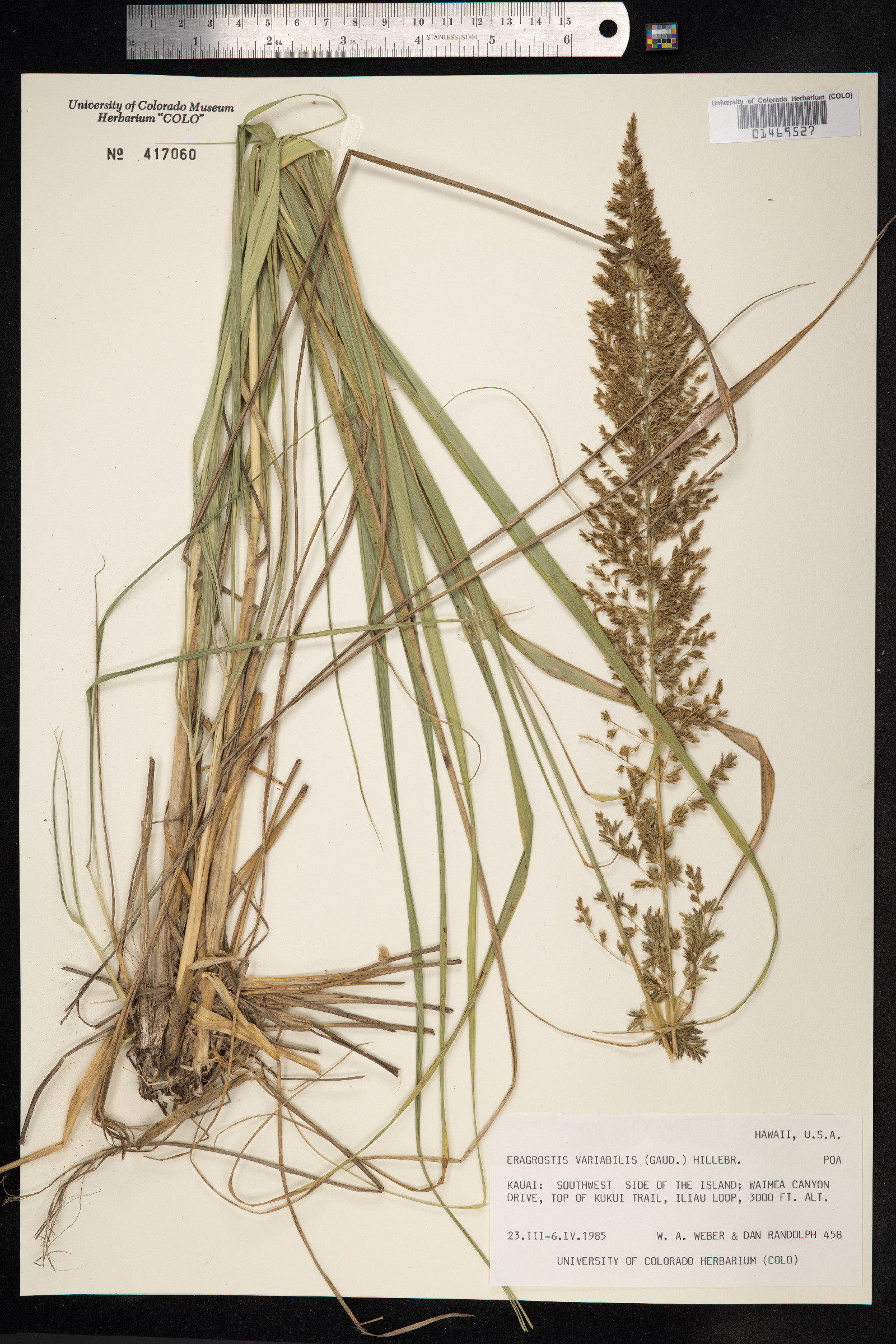 Eragrostis variabilis image