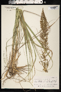 Eragrostis variabilis image
