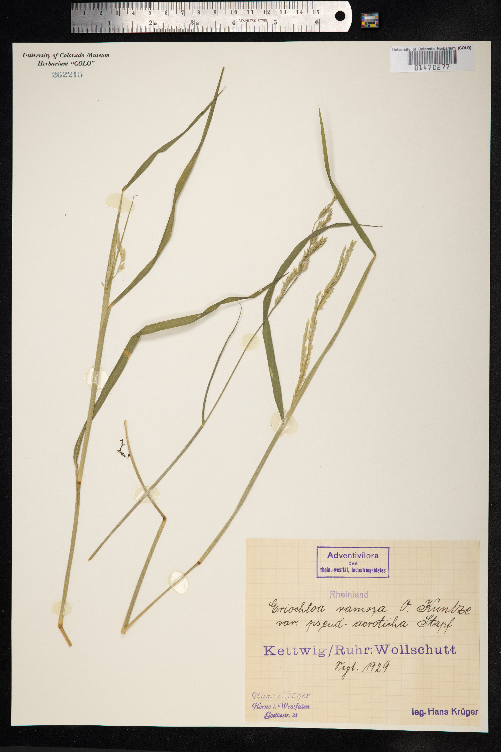 Eriochloa procera image