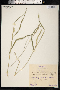 Eriochloa procera image